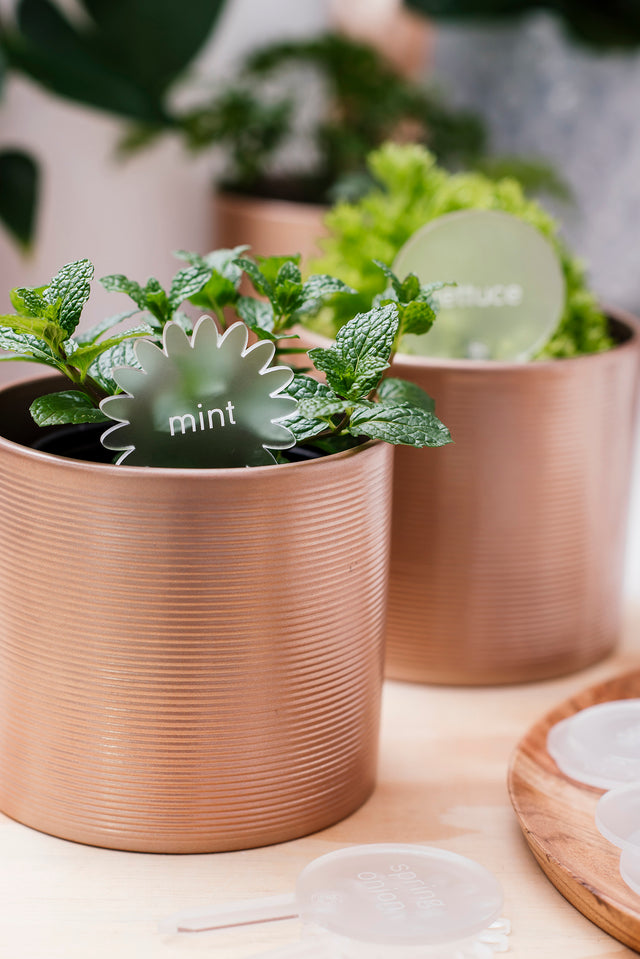 garden herb sticks